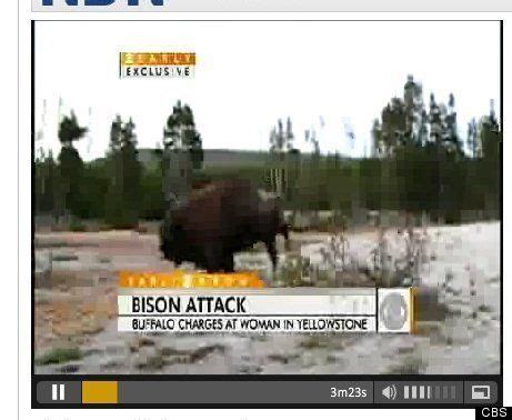 Yellowstone Bison Attack: Tourists Charged, Flipped In Air (VIDEO) | HuffPost Life