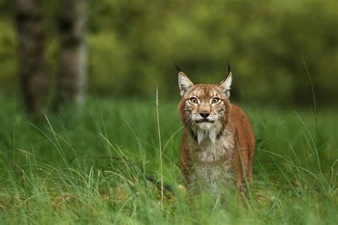 Northern Lynx | Lynx, Northern, Animals