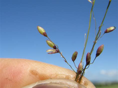 Megathyrsus maximus spikelets14 | Introduced, warm-season, p… | Flickr