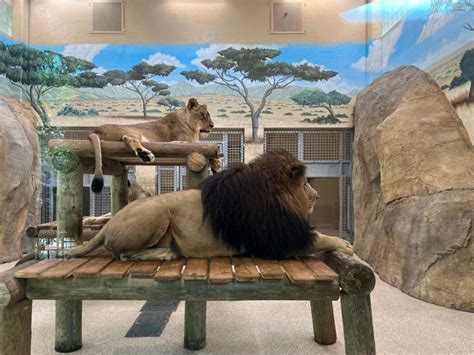 Worth roaring about! New habitat for lions opens at Potawatomi Zoo