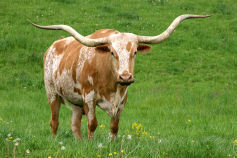 Texas Longhorn Cattle Photos