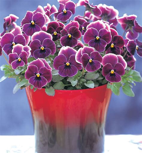 14 Pretty and Unusual Pansy Varieties