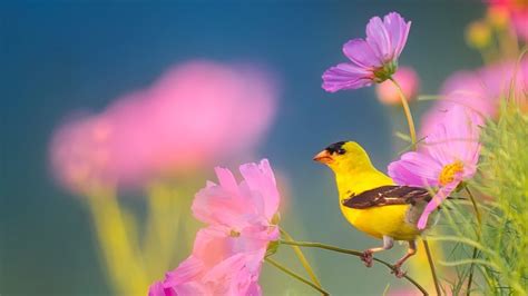 Peaceful Instrumental Music, Relaxing Nature music 'Song Birds of ...