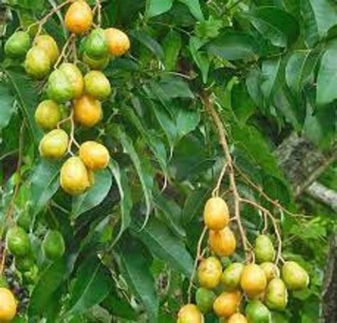 Dry Organic Hog Plum Leaves Spondias Mombin Leaf 100g | Etsy