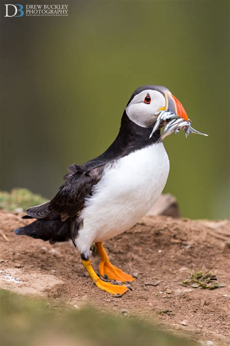 Puffin Sand Eels - Drew Buckley Photography ~ Pembroke, Pembrokeshire