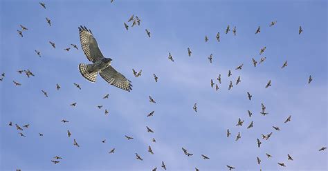 Thousands of hawks fly over Detroit River as migration peaks