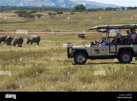 South Africa, Durban. Tala Game Reserve. Tourists in safari jeep watching white rhino (wild ...