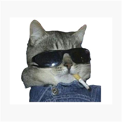 Cat With Sunglasses Meme | ubicaciondepersonas.cdmx.gob.mx