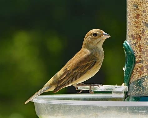 Female Indigo Bunting - FeederWatch