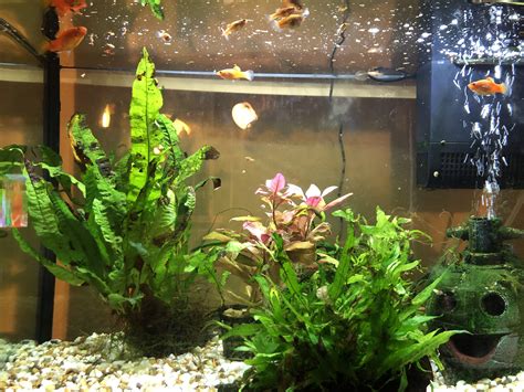 Aquarium plants turning black | Aquatic Plant Forum