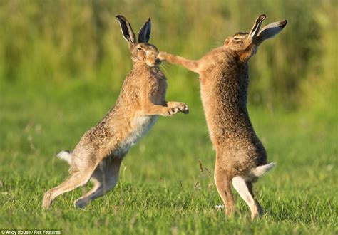 Stop giving me the runaround! Incredible pictures capture the moment a male hare gives chase to ...