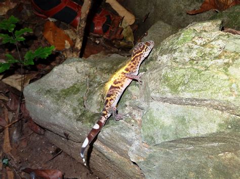 Tiger geckos in Vietnam could be the next species sold into extinction ...