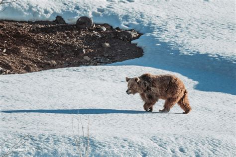 Brown Bear Tours Leh Ladakh | Wildlife Sanctuary Of Ladakh | Birding ...