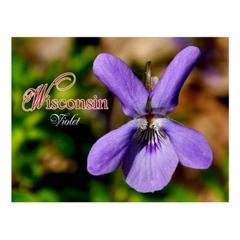 Wisconsin State Flower: Violet Postcard | Zazzle.com