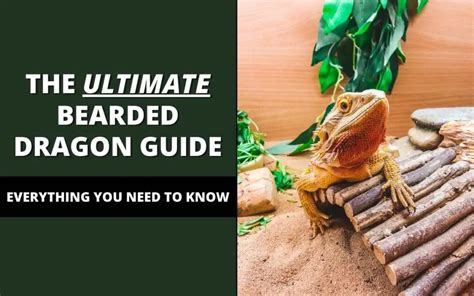 Bearded Dragon Care Guide (ULTIMATE Guide!) - Reptile Maniac