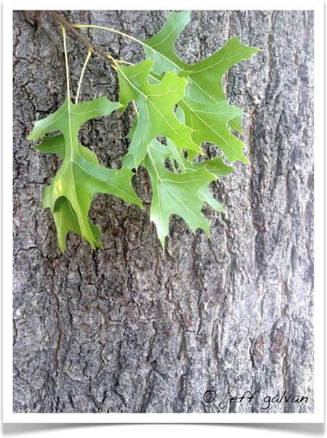 pin oak – Quercus palustris – Leaves and Bark | Boulder Tree Care - Pruning & Tree Removal Services