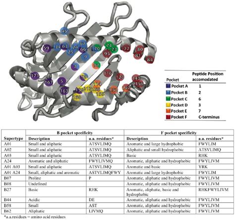 Figure 1 from Sources of diversity in T cell epitope discovery. | Semantic Scholar