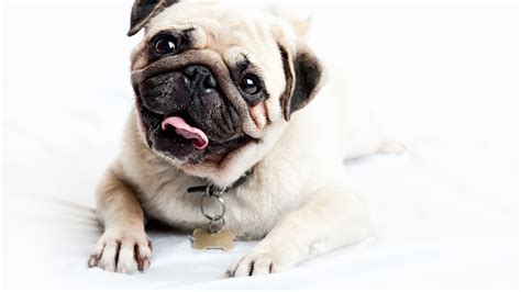 Pug Wallpapers HD Free Download