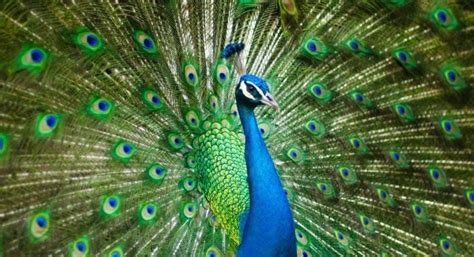 Peacock Symbolism and Peacock Meaning on Whats-Your-Sign