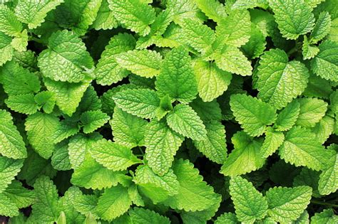 Mint Leaves Pictures | Download Free Images on Unsplash