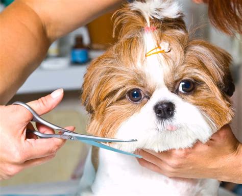 12 (Real-Life) Tips On How to Groom a Shih Tzu at Home