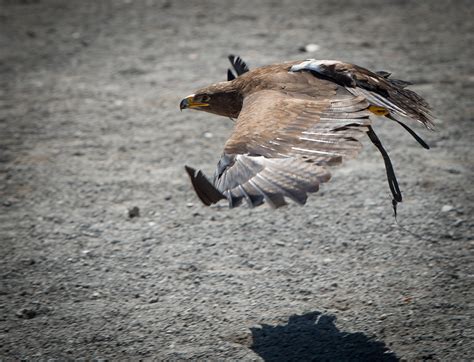 Eagle In Flight Free Stock Photo - Public Domain Pictures