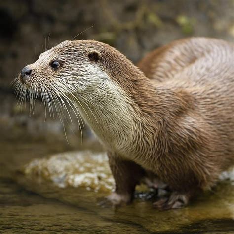 Meet the Eurasian otter family in Sanjiangyuan in NW China - CGTN