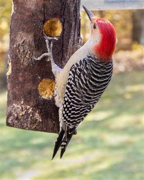 backyard birds of all shapes and sizes!! - The Something Awful Forums