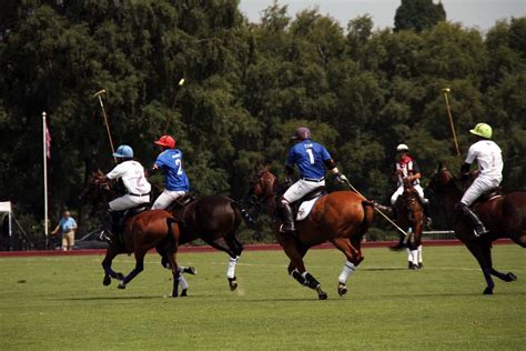 What Breed Of Horse Is Used For Polo? - Stick & Bat