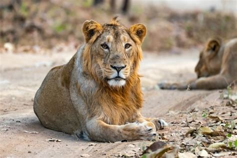 Endangered Asiatic Lions in India Are Thriving Now After Beating Deadly ...