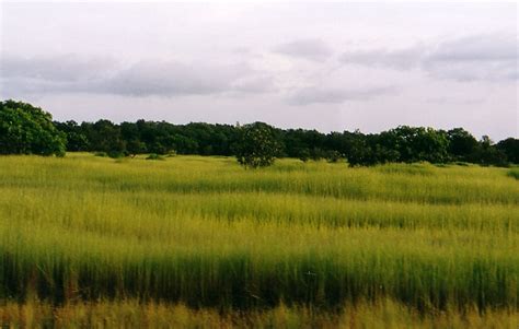 Tumbuhan (flora) hutan sabana - berbagaireviews.com