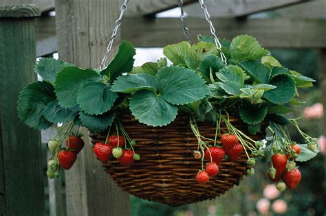 Learn how to pot up a hanging basket with strawberry plants for flowers and fruit in summer ...