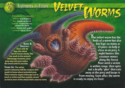 Velvet Worm | Velvet worm, Wild creatures, Annelid