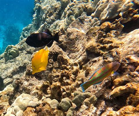 The Best Big Island Snorkeling: 5 Spots to Add to Your Hawaii Bucket ...