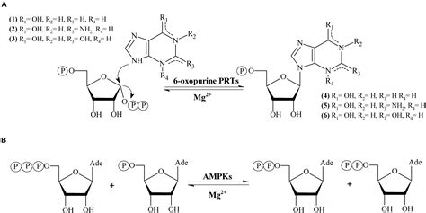 Frontiers | Hypoxanthine-Guanine Phosphoribosyltransferase/adenylate Kinase From Zobellia ...