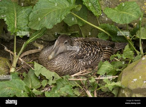 Eider duck eggs hi-res stock photography and images - Alamy