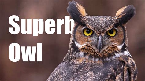 What's The 'Superb Owl' Meme? The Misspelling Of 'Super Bowl' For Owl ...