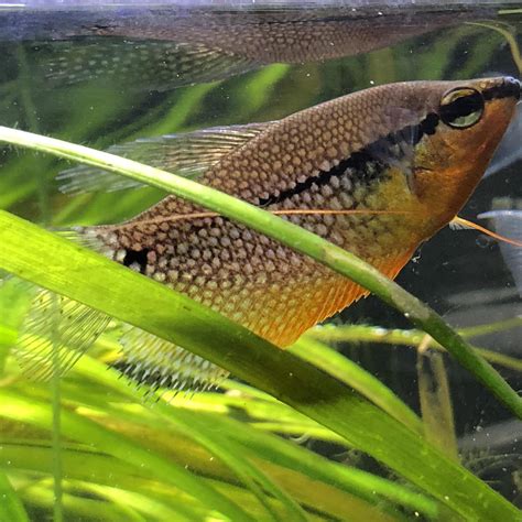 My pearl gourami : r/Aquariums