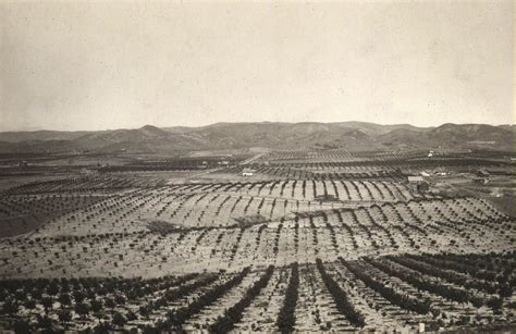 Early Yorba Linda CA citrus groves. | California history, San luis ...