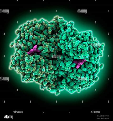 Cyclooxygenase complexed with inhibitor. Computer model showing the ...