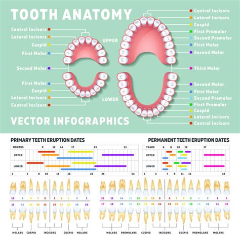 Bicuspid Tooth Illustrations, Royalty-Free Vector Graphics & Clip Art ...