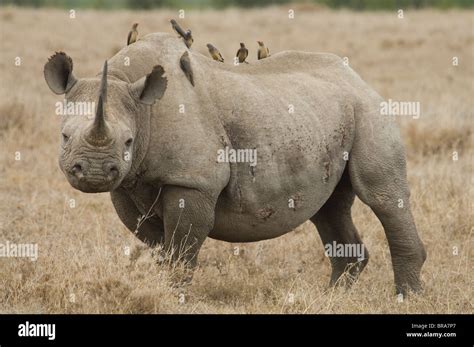 WHITE RHINO LOOKING AT CAMERA OXPECKER TICKBIRDS ON HIS BACK TANZANIA AFRICA Stock Photo - Alamy