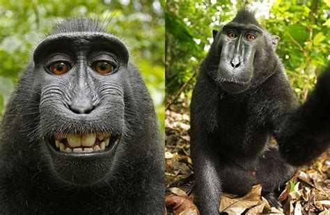 Selfie do Macaco ainda rende rolos judiciais - Meio Bit