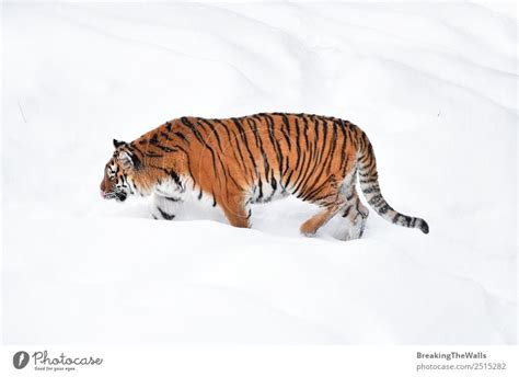 Female Amur (Siberian) tiger walking in fresh white snow - a Royalty ...