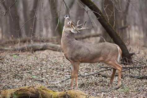 Whitetail Deer Range