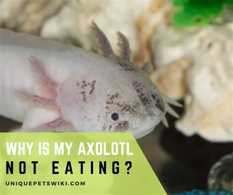 Why Is My Axolotl Not Eating?