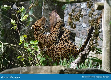 Jaguar Hunting for His Lunch. Stock Photo - Image of jaguar, nature ...