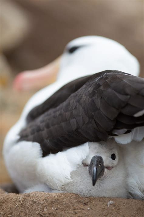 How to Photograph Albatrosses - Nature TTL