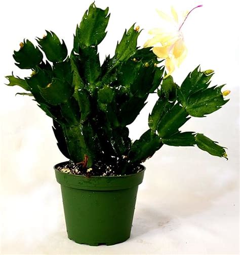 Amazon.com : 9GreenBox - Rare Yellow Christmas Cactus Plant ...