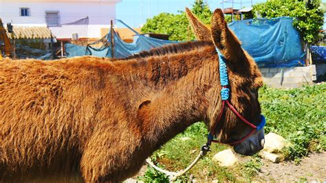 Brown donkey in a village 1278043 Stock Video at Vecteezy